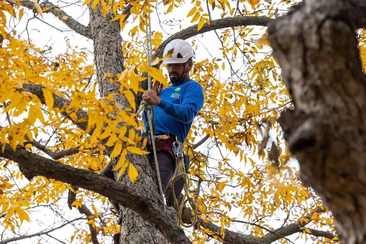 Skilled Tree Pruning crew working in Andersonville